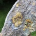 Eccaparadoxides pusillus